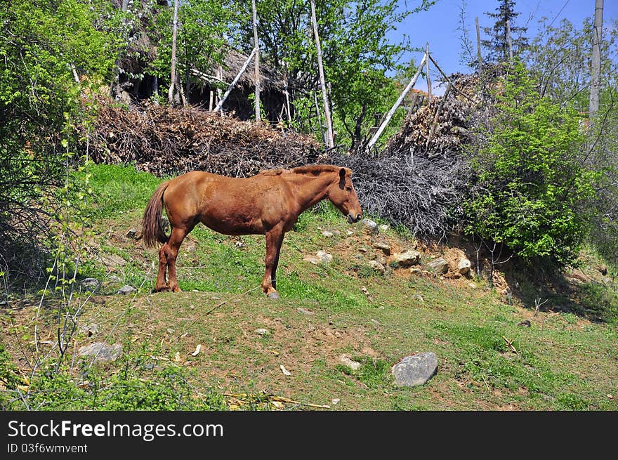 Brown horse on the sunny hill. Brown horse on the sunny hill