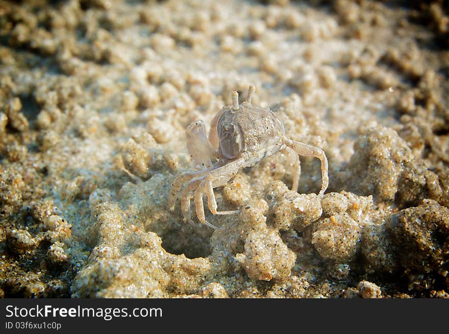 Camouflage Crab On The Beach