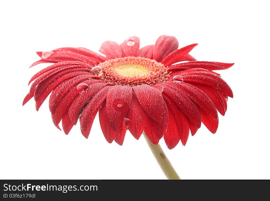 Red gerbera on wight  background, hight ouality 3d render