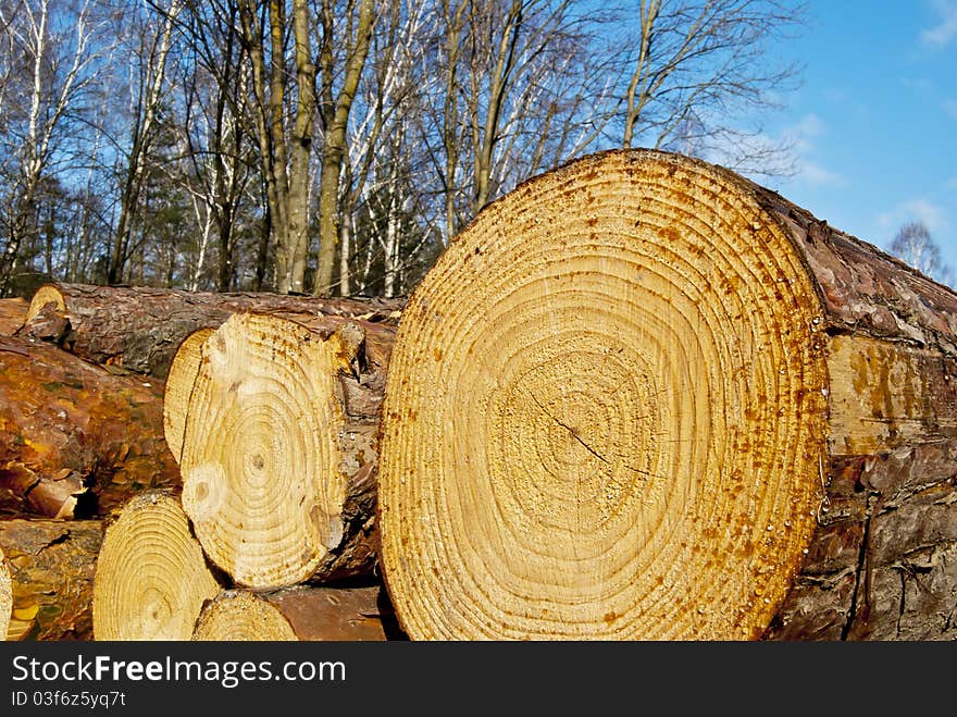 The ends of the logs on the background of the spring woods and blue skies. The ends of the logs on the background of the spring woods and blue skies