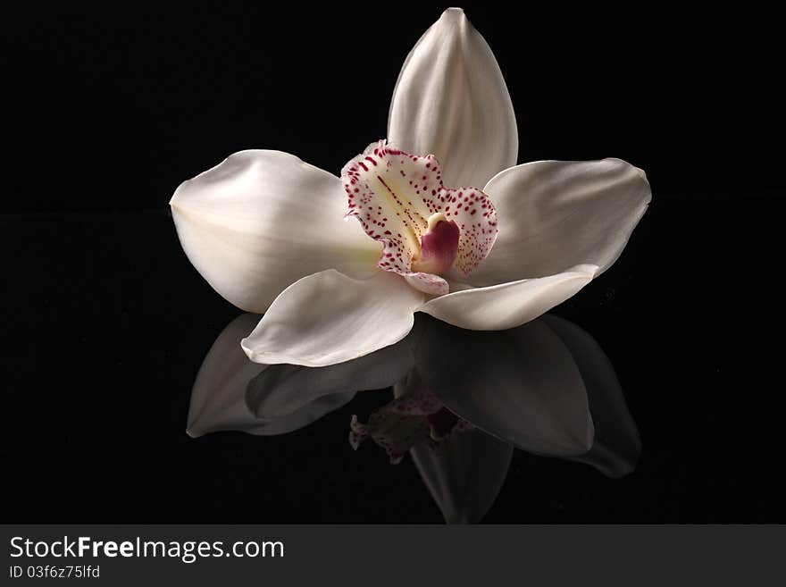 Orchid bud on dark background, hight ouality 3d render