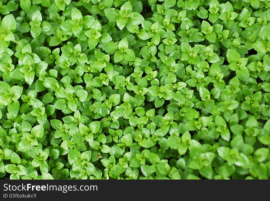 Green fresh plant with dew