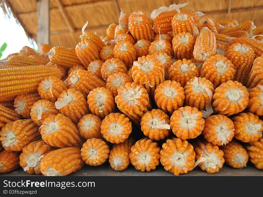 Field corn in the barn