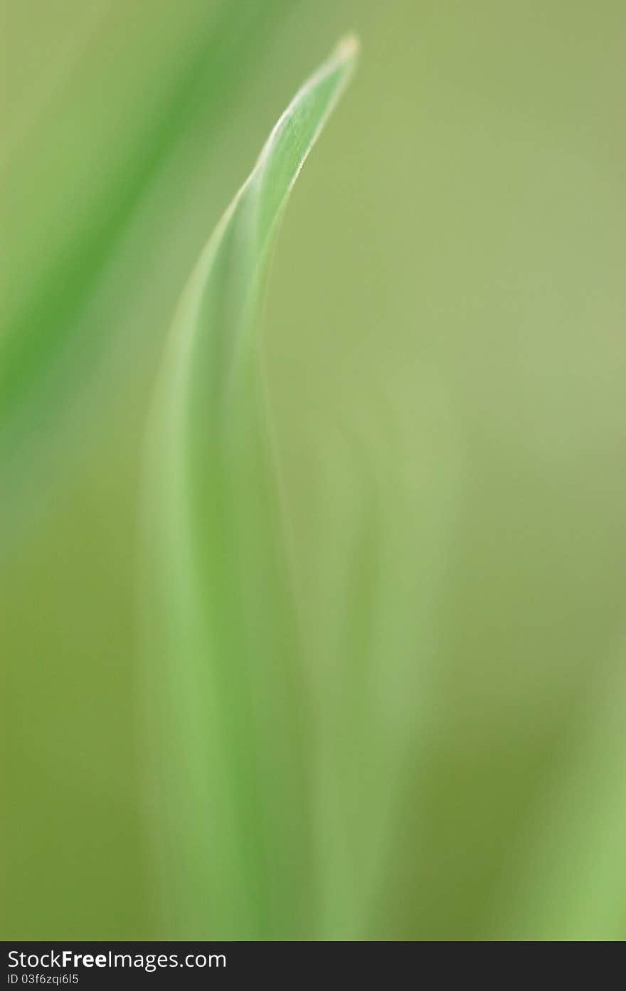 Gentle texture of grass