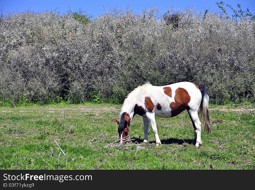 Isolated stained horse on sunny field. Isolated stained horse on sunny field