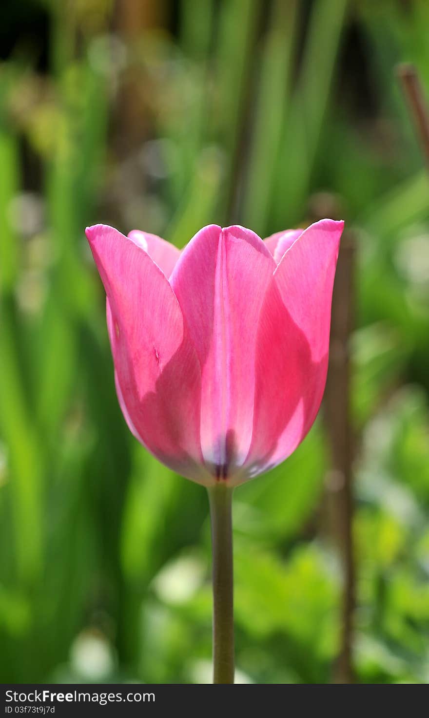 Pink tulip growing in the garden. Pink tulip growing in the garden.