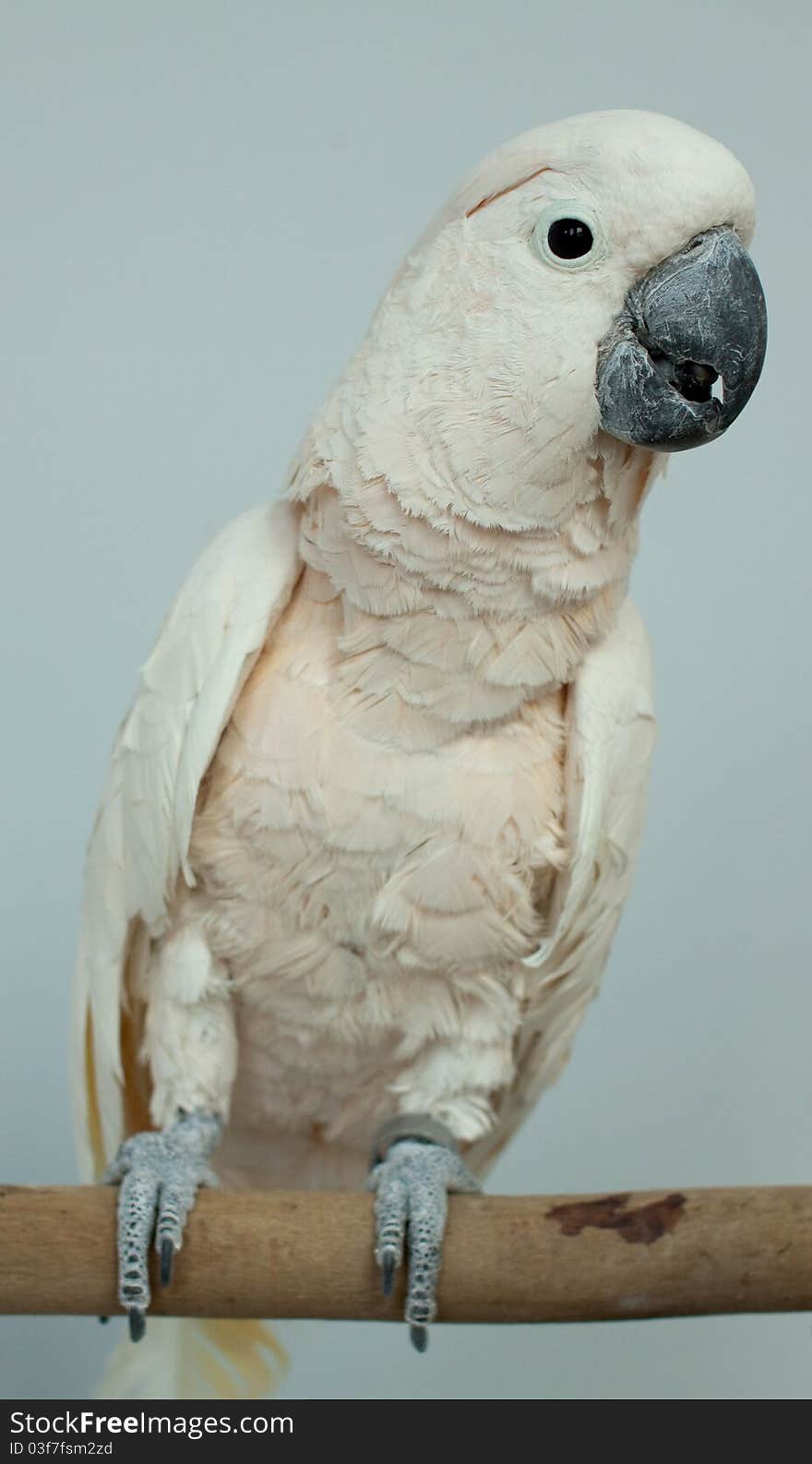 Parrot