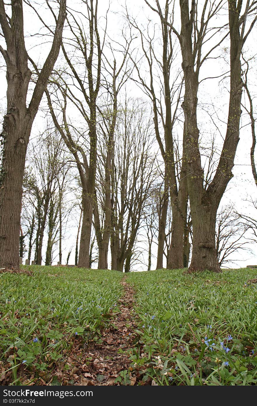 Path In A Forest