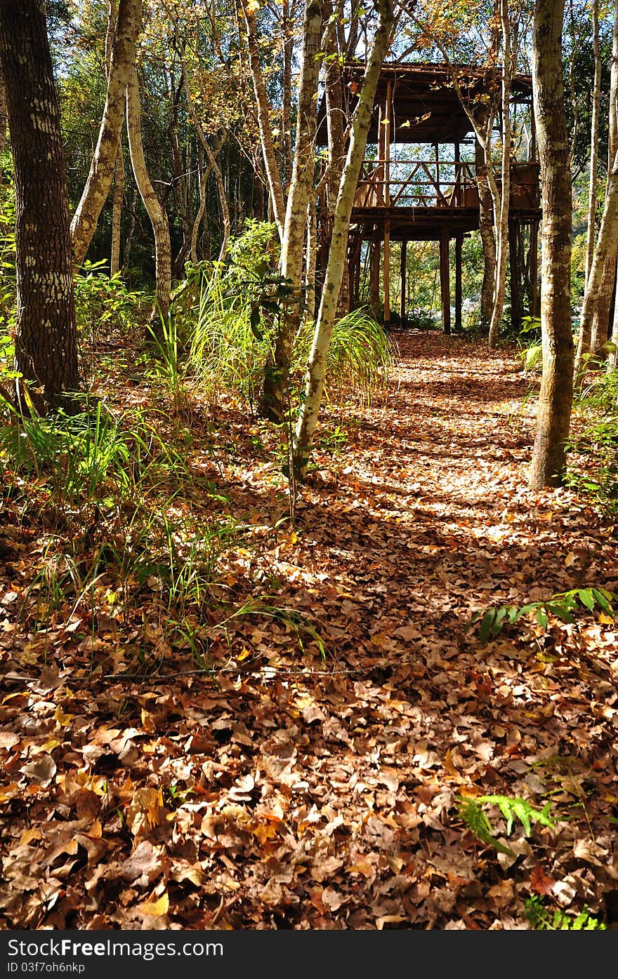 Forest with a bamboo house