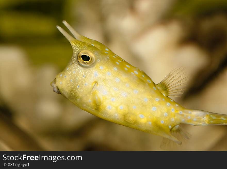 Boxfish