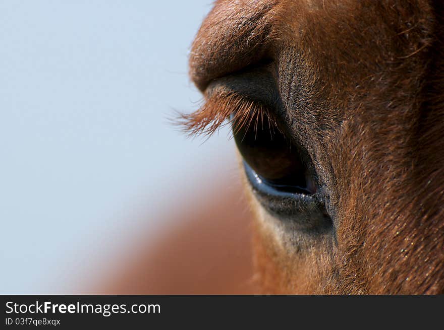 A Suffolk Punch heavy horse. A Suffolk Punch heavy horse