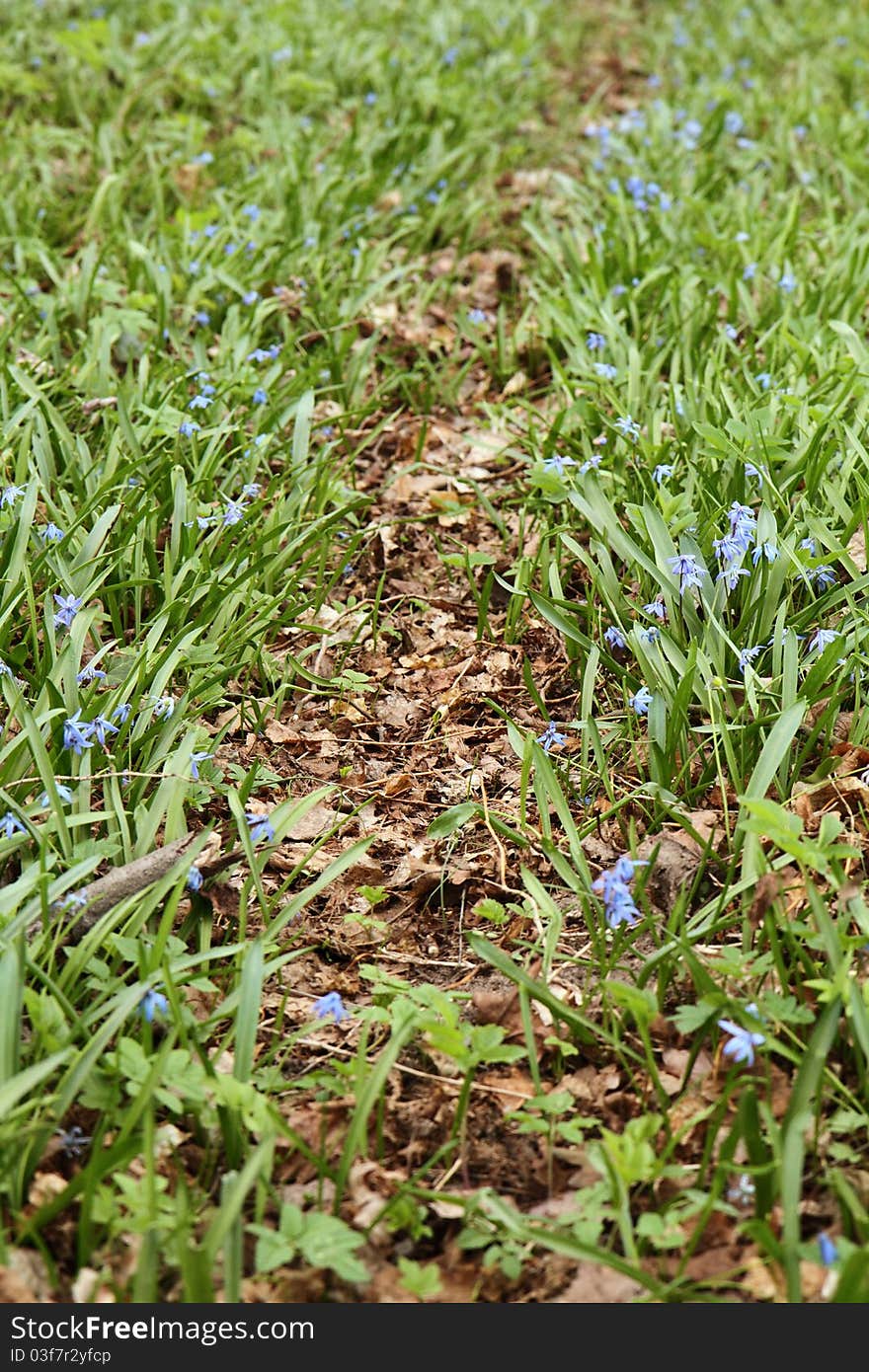 Wild flowers and a path