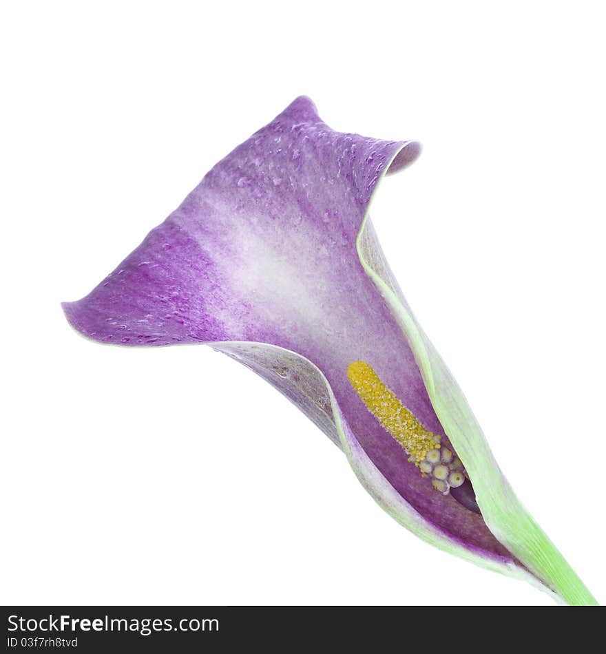 Zantedeschia isolated on a white background