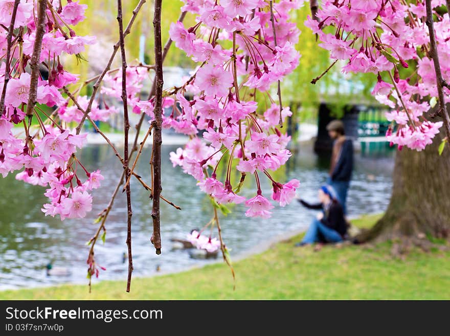 Boston Public Garden