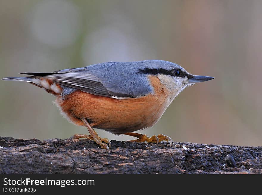 Nuthatch Bird