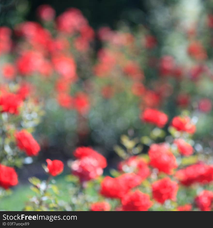 Defocussed shot of the rose garden. Defocussed shot of the rose garden