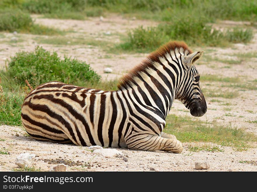 Young zebra