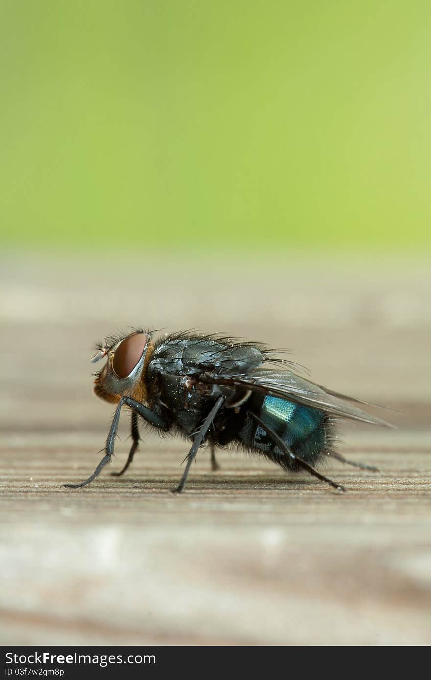 A macro of a fly