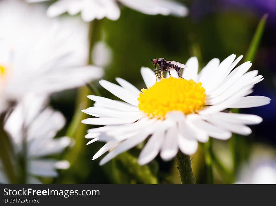 Fly on a daisy