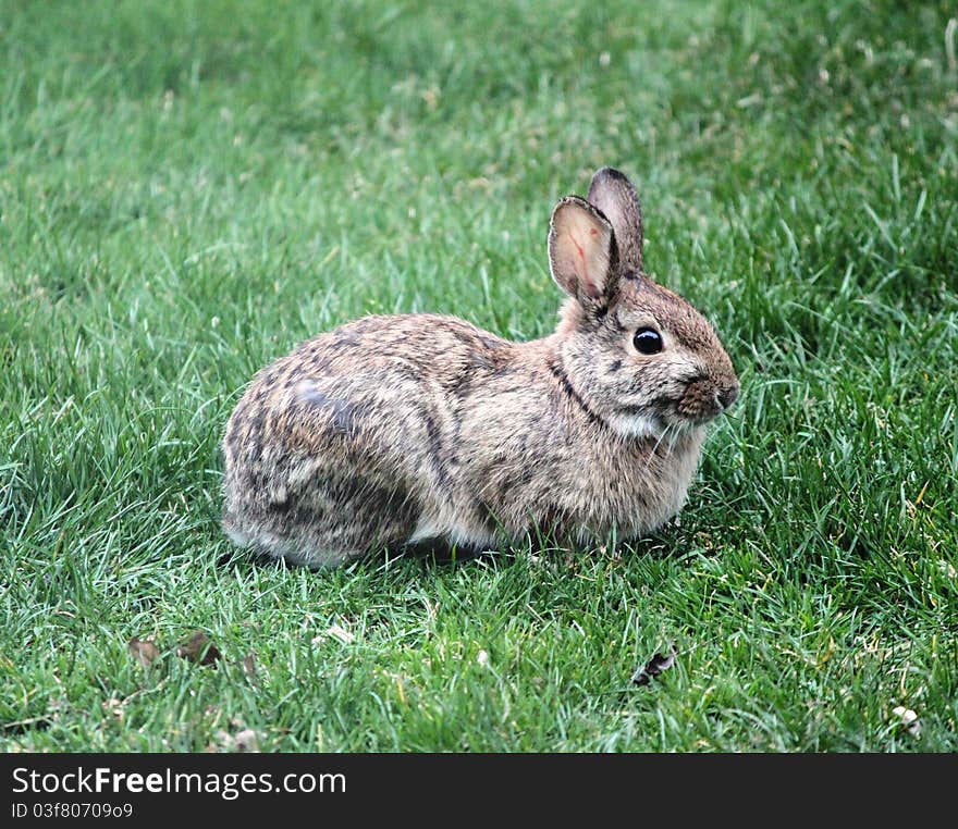 Wild rabbit sitting in the green lawn