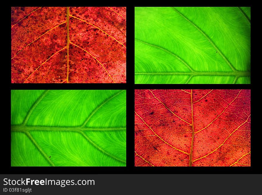 Merge leaf on black background