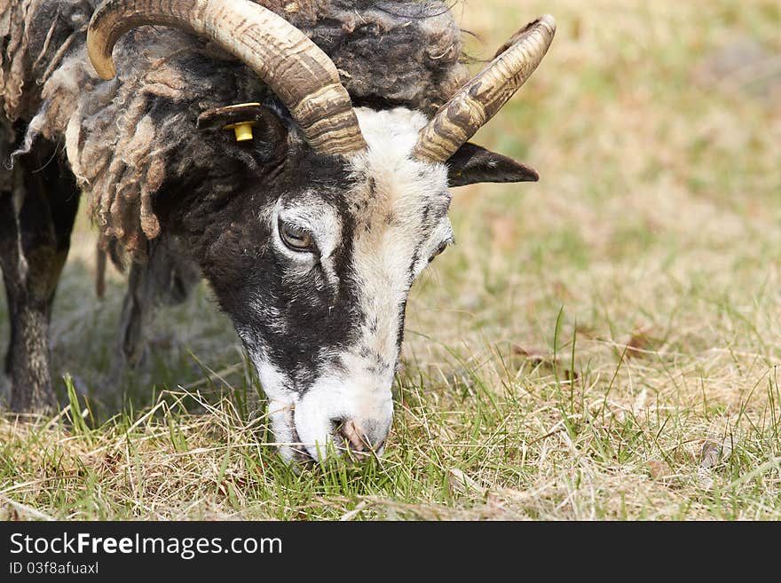 Sheep eating grass on field