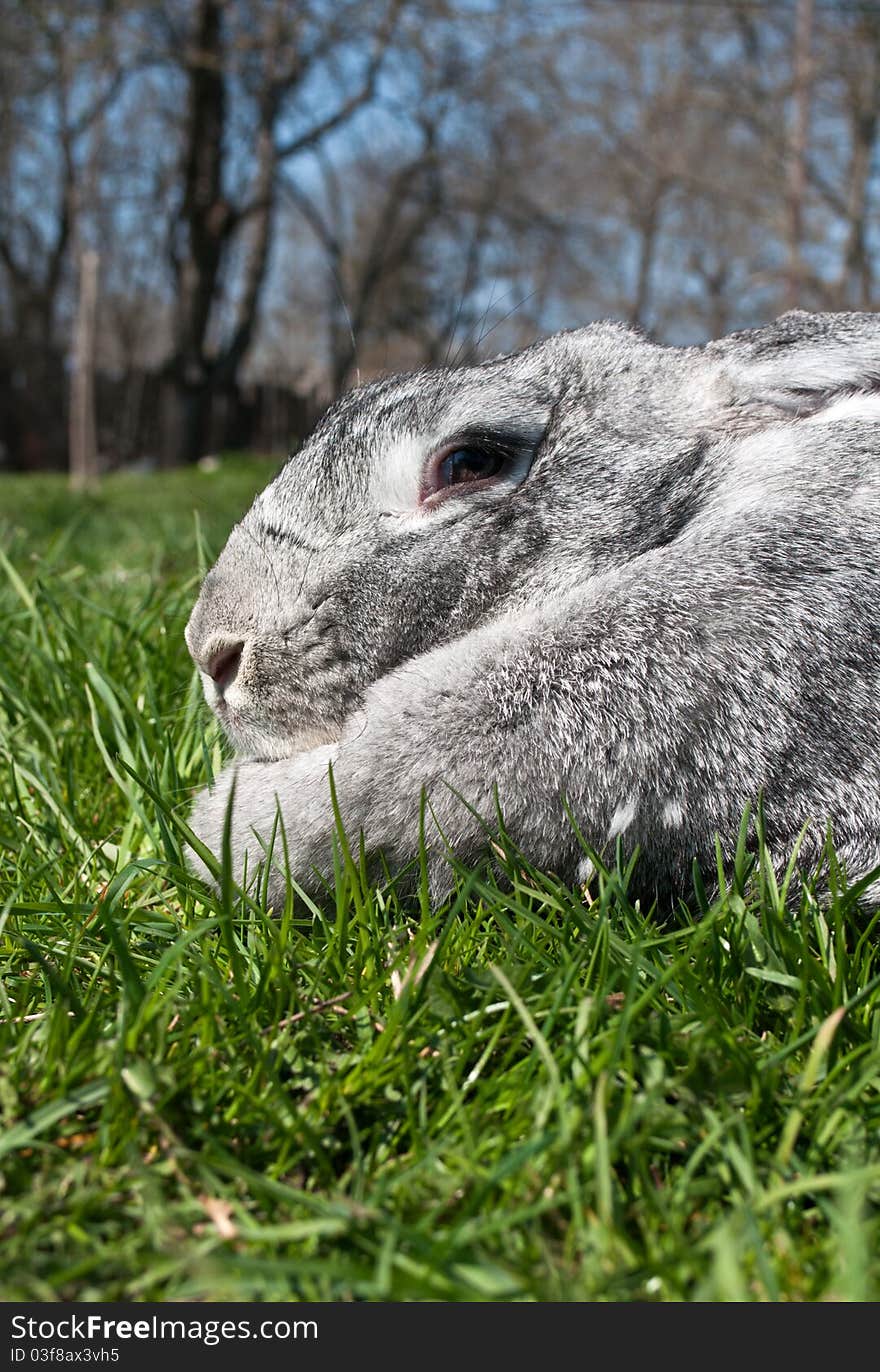 Big and gray rabbit on green grass