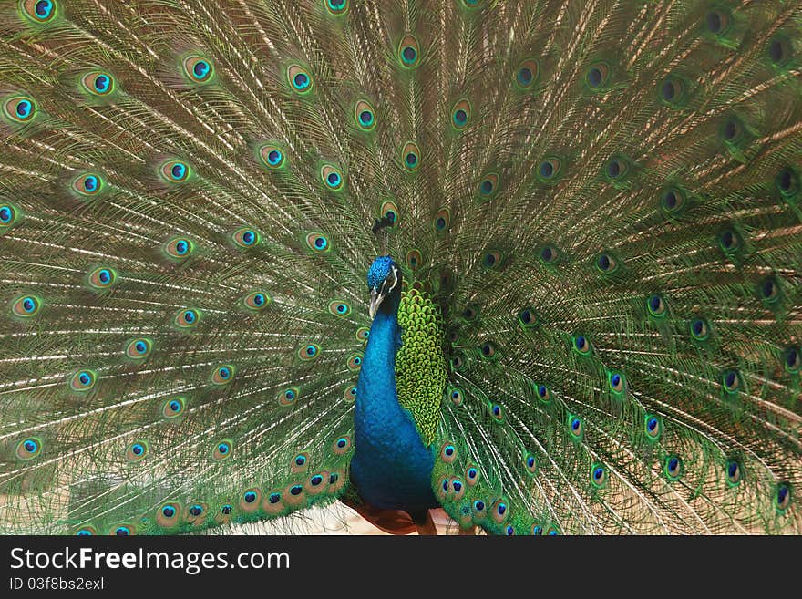 Close up of peacock showing its beautiful feathers