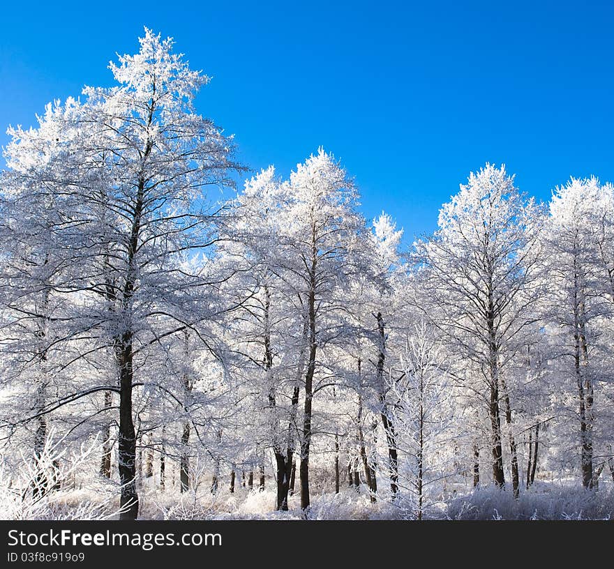 Winter Wooden Landscape