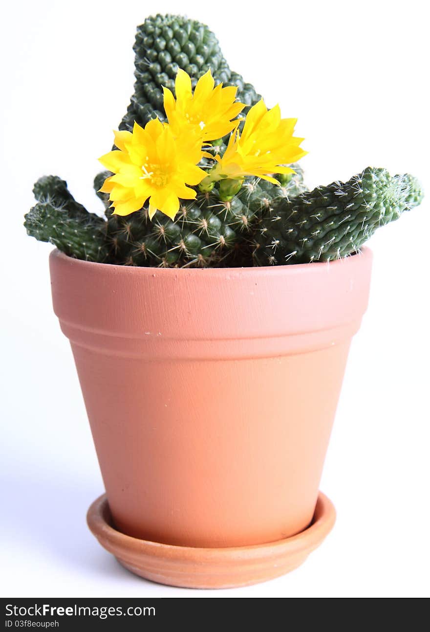 Cactus plant blooming