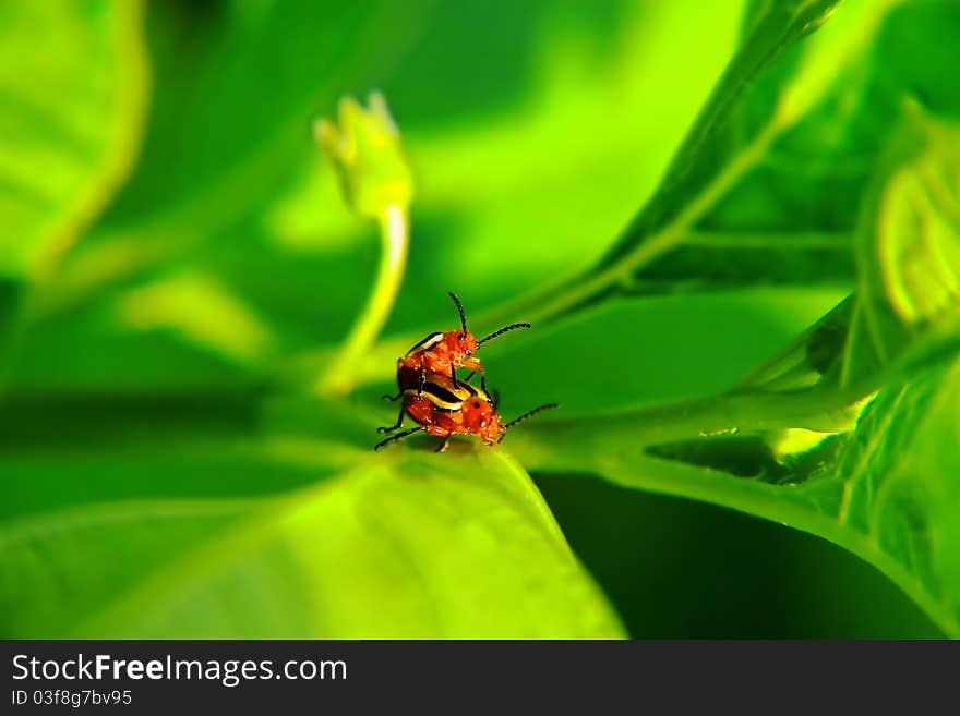 Two Colorado potato beetles copulating. Two Colorado potato beetles copulating