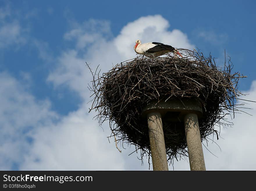 Stork nest