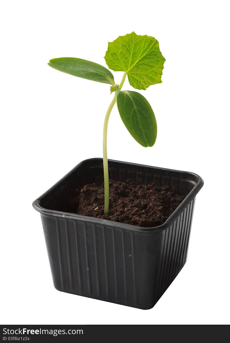 Cucumber seedling in plastic pot over white background