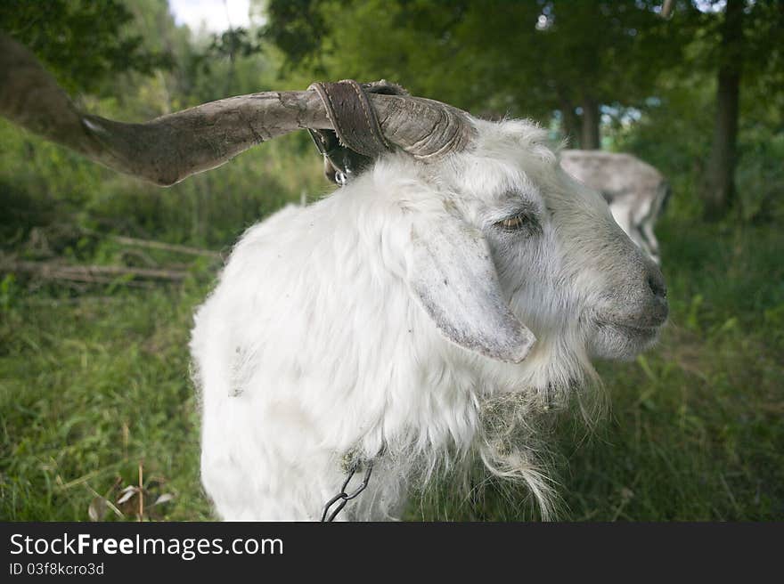 Goat, Close-up.