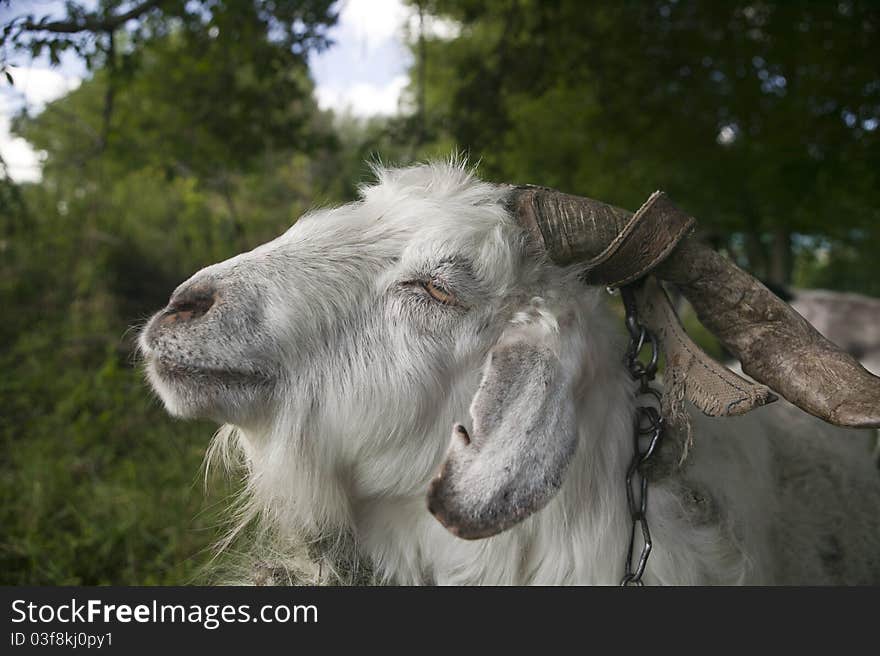 portrait of a white goat horns. portrait of a white goat horns