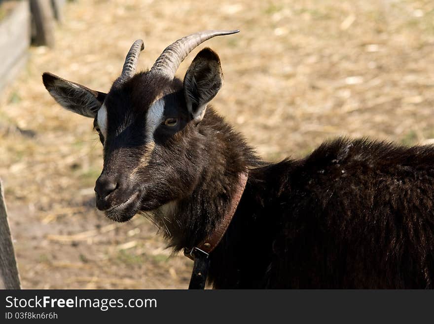 Black horny goat