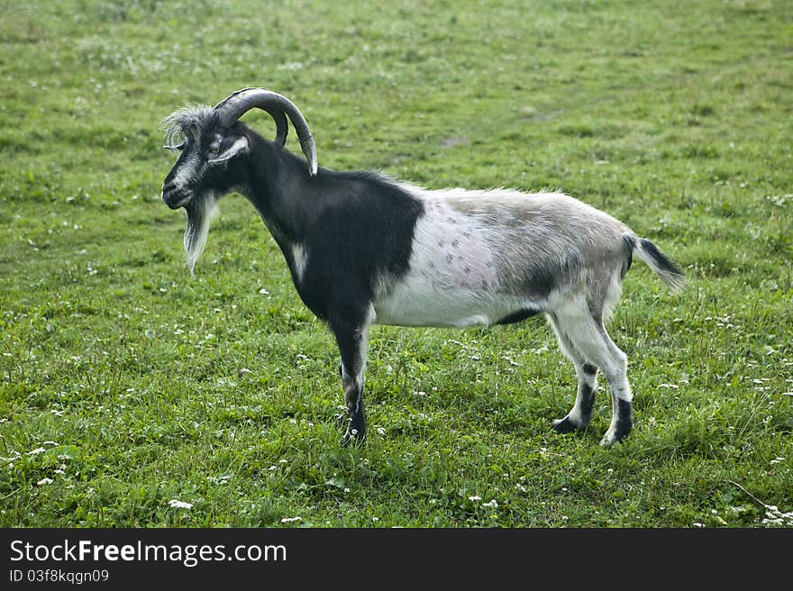 Goat On A Rural  Pasture