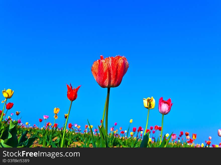 Field With Blooming Colorful Tulips