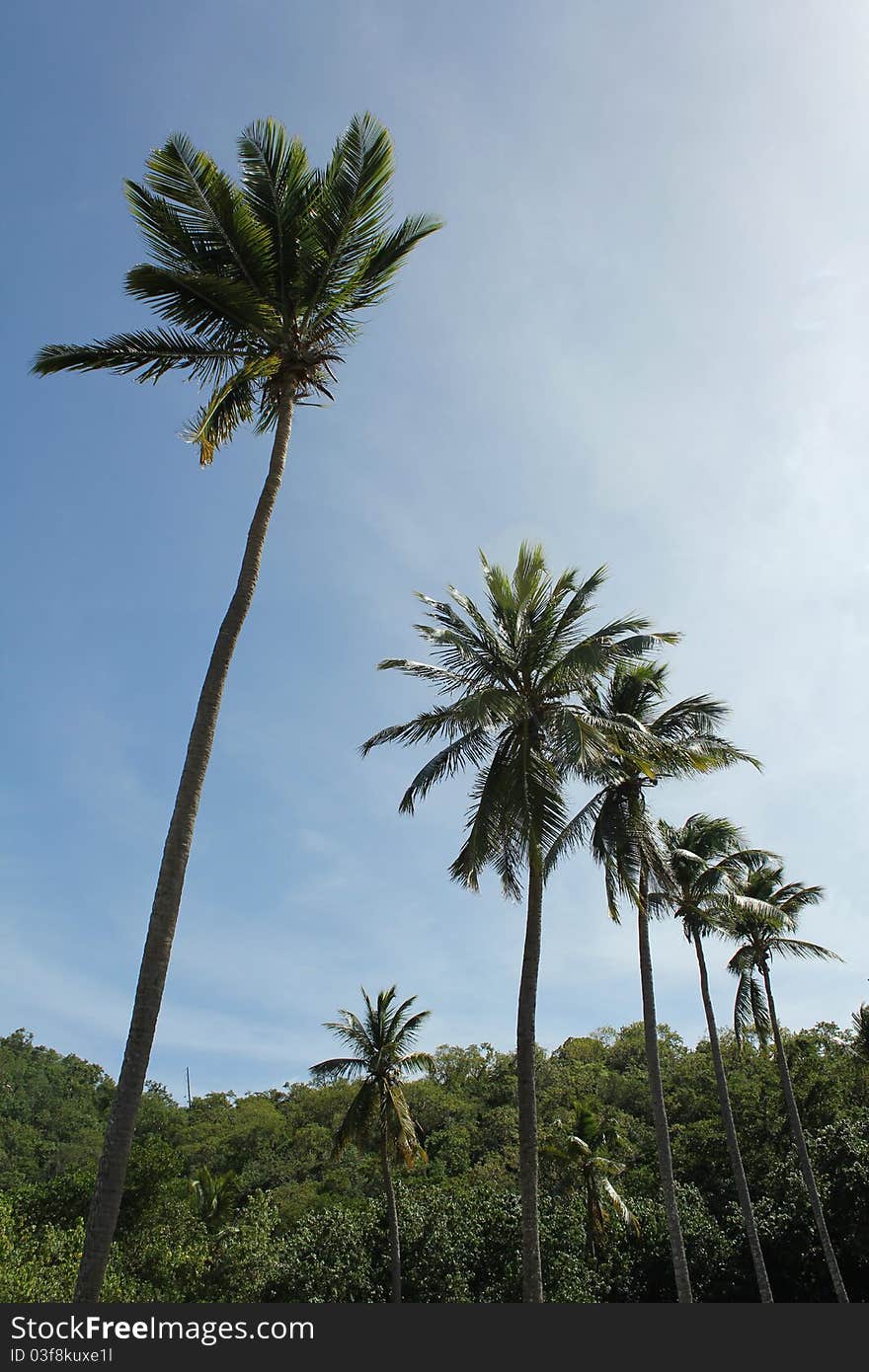 A row of Palm trees along a Caribbean beach. A row of Palm trees along a Caribbean beach.