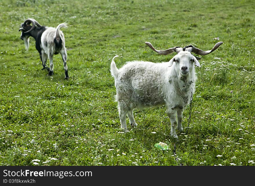 White goats with big horns on a rural pasture. White goats with big horns on a rural pasture