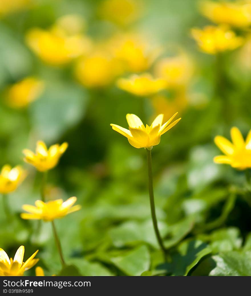 Yellow lesser celandine in the forest