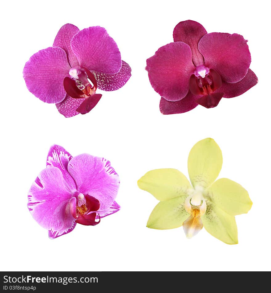 Orchid flowers isolated on white background. Orchid flowers isolated on white background