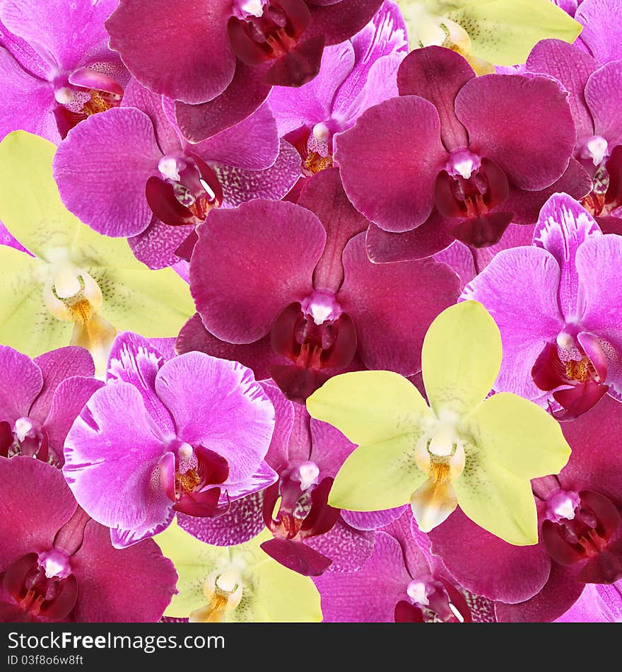 Many Colorful Orchid flowers background