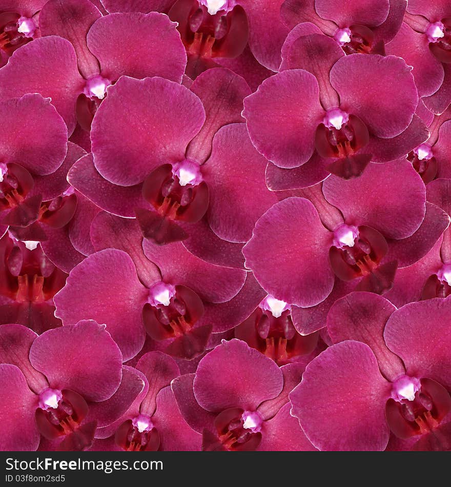 Many Pink Orchid flowers background. Many Pink Orchid flowers background