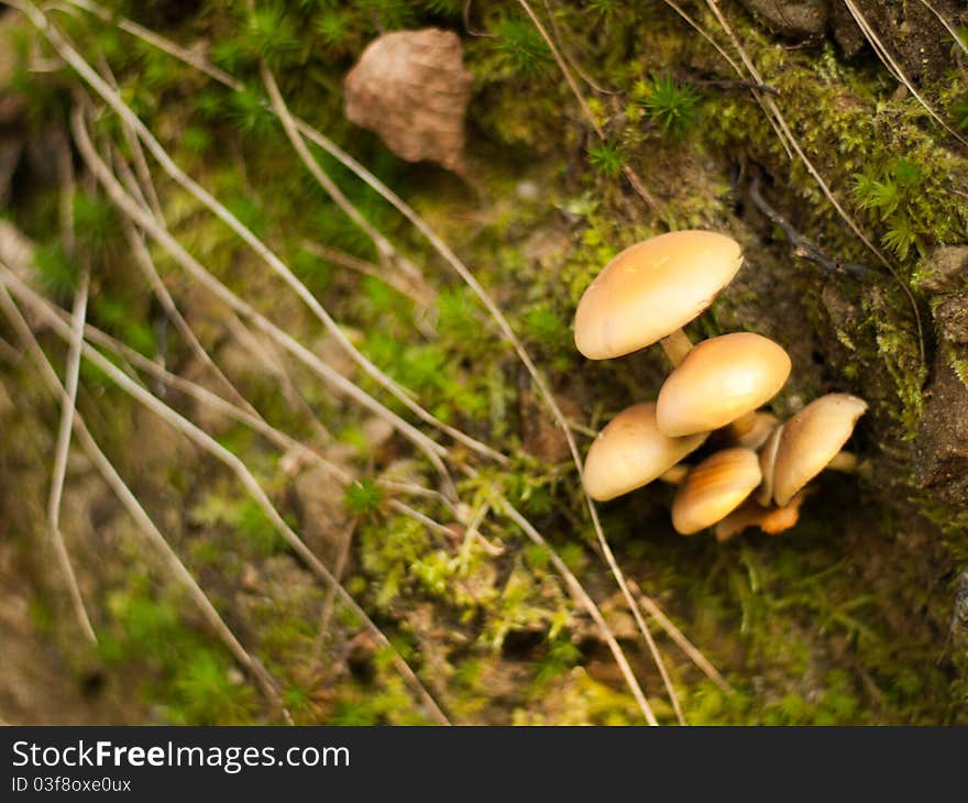 Mushroom growing from the tree. Latin name is Armillaria lutea.
They grow in humid and shaded places and are not poisonous.