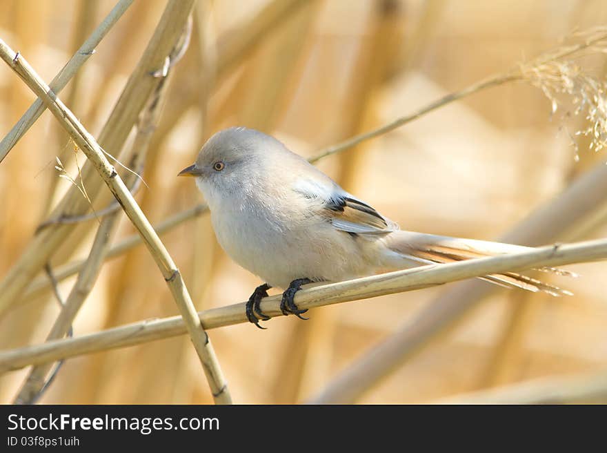 Bearded tit, female - reedling (Panurus biarmicus)