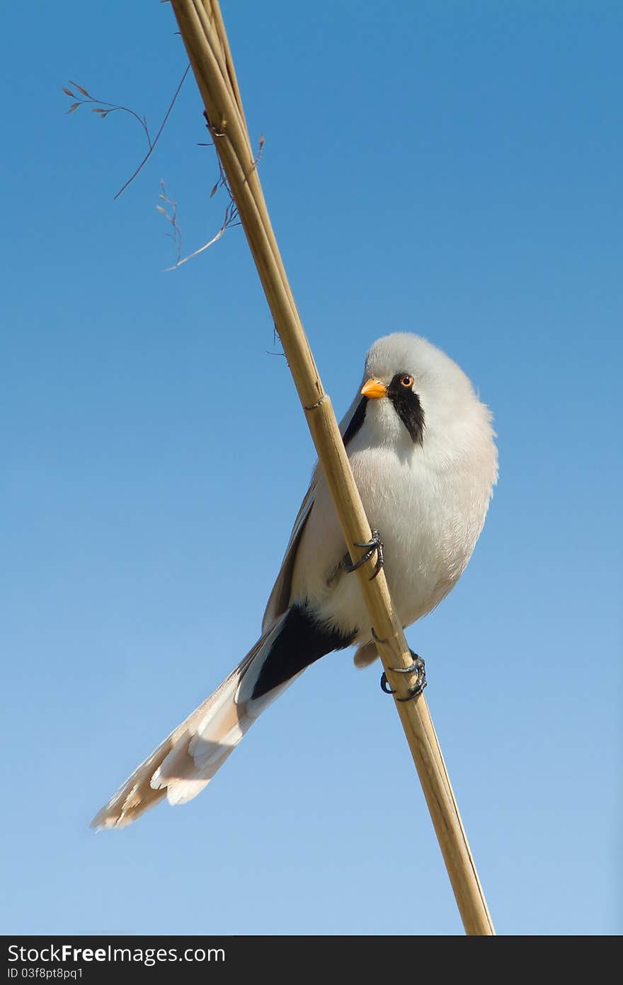 Bearded tit, male - reedling on the reed (Panurus biarmicus). Bearded tit, male - reedling on the reed (Panurus biarmicus)