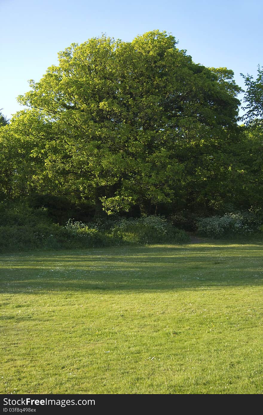 Lush summer scene in parkland with vibrant greeney against a clear sky. Lush summer scene in parkland with vibrant greeney against a clear sky