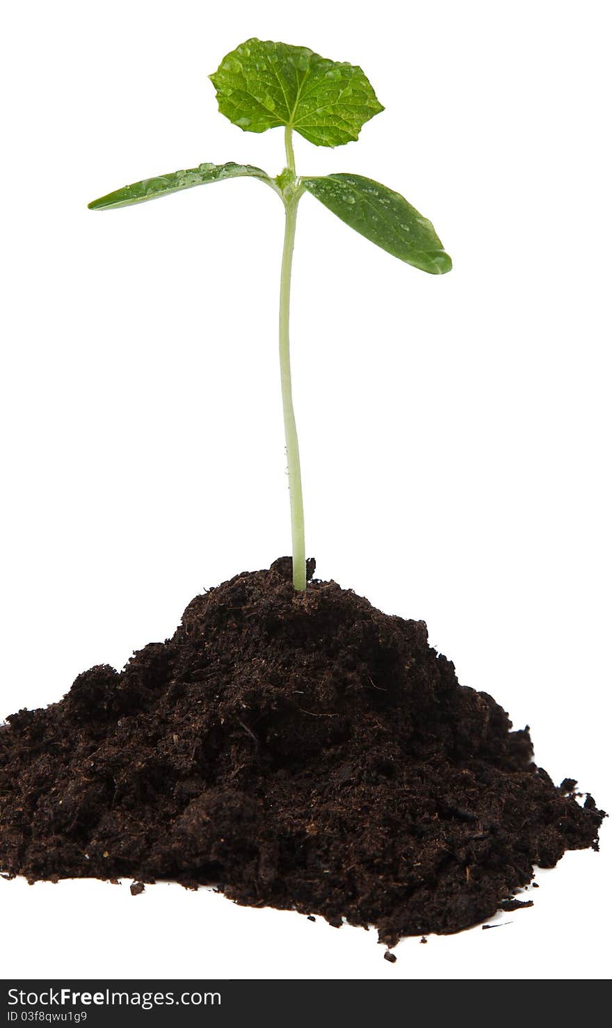 Cucumber seedling in soil. Isolater on white.