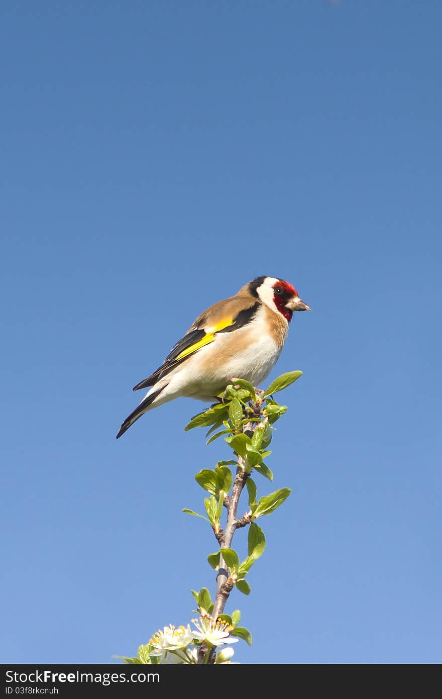 Goldfinch  / Carduelis cardueli